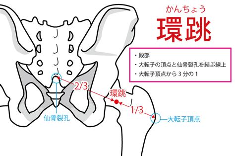 環跳位置|環跳 (かんちょう)